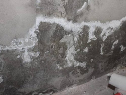 Dépôt de salpêtre sur un mur humide intérieur – signe de remontées capillaires actives.